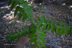 Ganophyllum falcatum